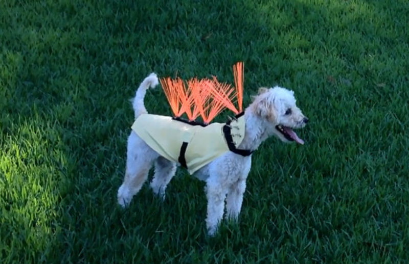 Illustration for article titled Turn Your Dog Into a Punk Porcupine Weapon With This Anti-Coyote Kevlar VestÂ